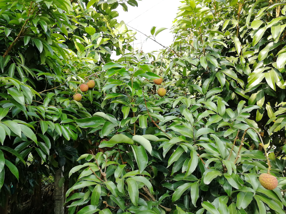 东莞大王洲荔枝树